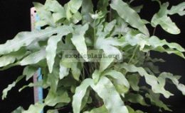 Phlebodium-aureum-var.-undulatum