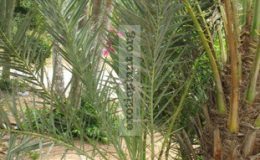 Phoenix-sylvestris-seedling-Palm-26-1-e1458243786835