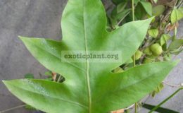 Phymatodes-scolopendriasterile-leaf