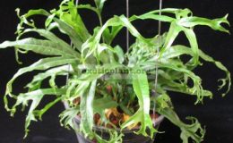 Phymatosorus-longissimus-Crestata