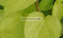 Piper-betle-golden-leaf-1-2-rooted-cuttings-20