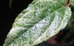 Piper-chaba-white-variegated-20-