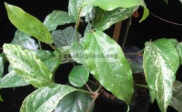 Piper-chaba-white-variegated-20