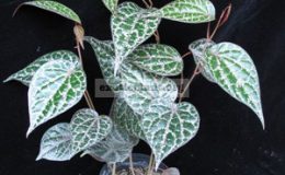Piper-crocatum-20