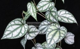 Piper-croceum-Frost-Bite-2-3-rooted-cuttings-20