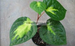 Piper-methisticum-Bright-Eyes-20