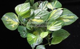 Piper-nigrum-variegated-27