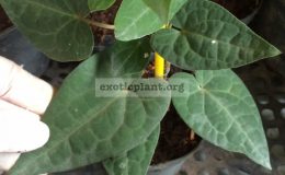 Piper-ribesoides-short-leaf-20