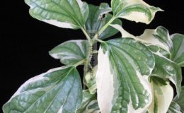 Piper-sarmentosum-albomarginata-27-e1458414105393