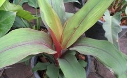 Pitcairnia-sanguinea-Dark-Dream