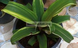 Pitcairnia-sanguinea-Dark-Dream-variegated-75