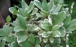 Pittosporum-tobira-white-margin-750