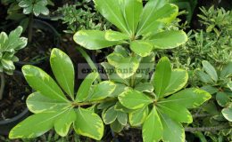 Pittosporum-tobira-yellow-margin-750