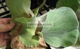Platycerium-Antisandinum-x-elephantotisS