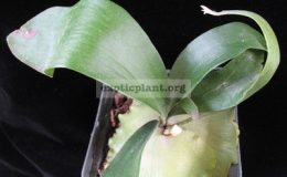 Platycerium-Bahia-S-