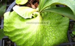 Platycerium-Hornes-Surprise-50