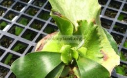 Platycerium-Kankluayelephantotis-x-stemaria-55