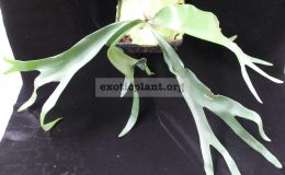 Platycerium-Longwood-Garden-L-