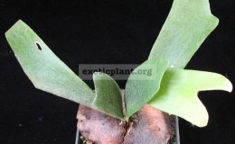 Platycerium-Longwood-GardenS