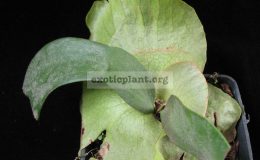 Platycerium-Paul-Webber-S
