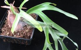 Platycerium-Payton-L