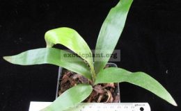 Platycerium-PaytonS