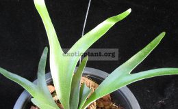 Platycerium-alcicorne-Madagascar