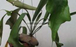 Platycerium-diversiforum-