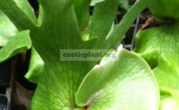 Platycerium-grande-35
