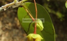 Polyalthia-evecta-var.-attopeuensis