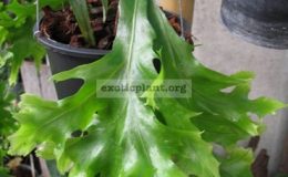 Polypodium-Boyton-Beach-