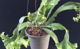 Polypodium-Green-Coral-35