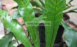 Polypodium-Twisted-
