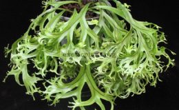 Polypodium-hybrid-T01-1-1