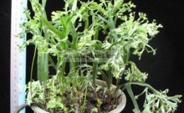 Polypodium-hybridT02-
