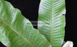 Polypodium-musifolium