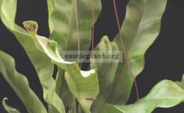 Polypodium-musifolium-mutationNo.1-40-