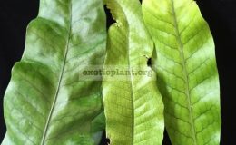 Polypodium-musifolium-mutationNo.1left-Polypodium-musifolium-center-Polypodium-musifolium-x-Microsorum-punctatum-No.2right