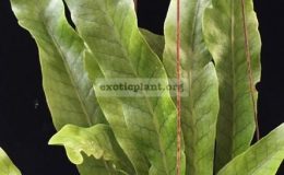 Polypodium-musifolium-x-Microsorum-punctatum-No.2-35