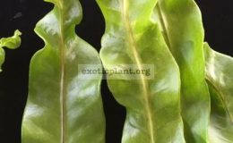 Polypodium-musifolium-x-Twisted-Tip-right-and-Polypodium-Twisted-Tip-left
