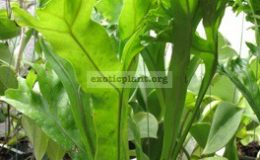 Polypodium-polycarpon-cv.-Grandiceps