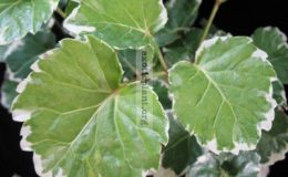 Polyscias-Marginata-23-e1458416017784