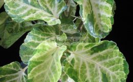 Polyscias-Pennockii-30-44-