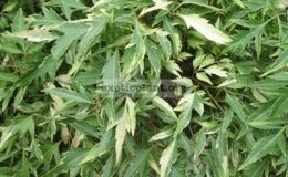 Polyscias-Plumata-variegated