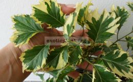 Polyscias-fruticosa-Cream-Arrow
