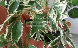Polyscias-fruticosa-White-Arrow