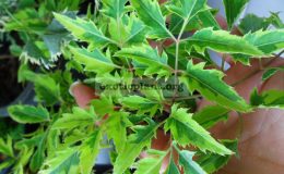 Polyscias-fruticosa-Yellow-Arrow