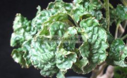 Polyscias-guifoylei-Crispa-30-