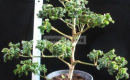 Polyscias-guifoylei-Crispa-Super-Curly-50