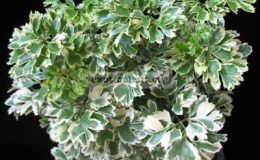 Polyscias-guifoylei-Quinquefolia-mutation-20